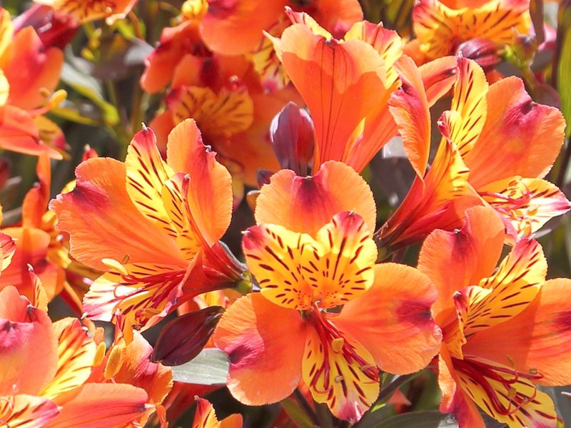 Alstroemeria aurea