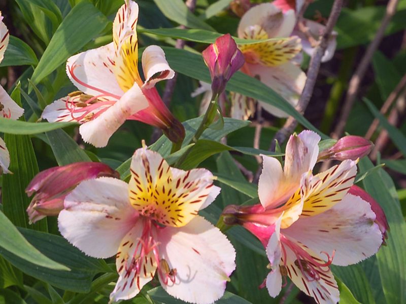 Alstroemeria ligtu