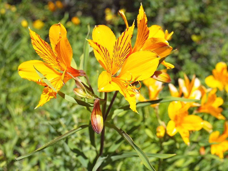 Alstroemeria patagonica