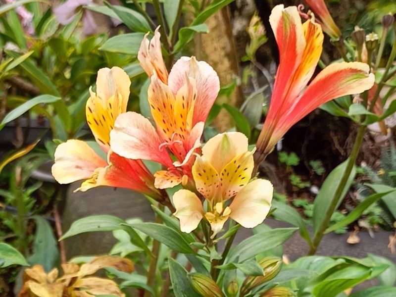 Alstroemeria psittacina