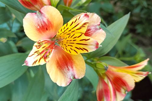 Alstroemeria