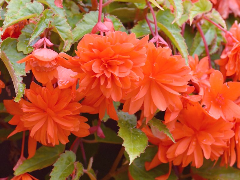 Begonia boliviensis