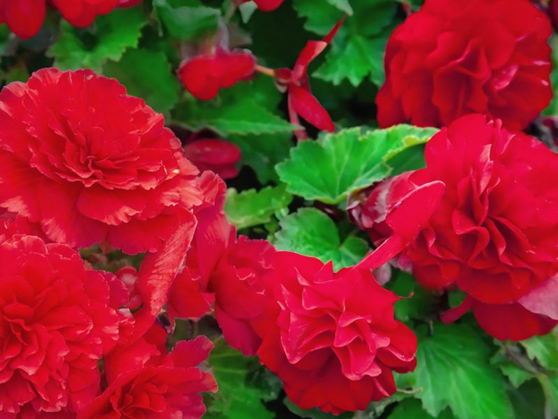 Begonia bulwiasta czerwona