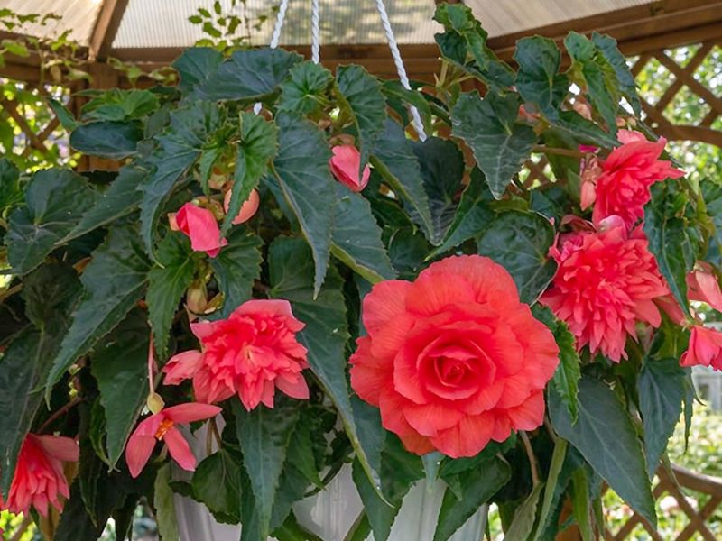 Begonia bulwiasta w donicy