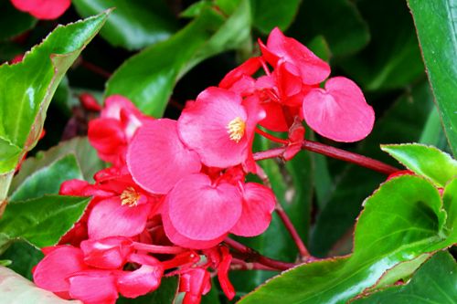 Begonia Dragon