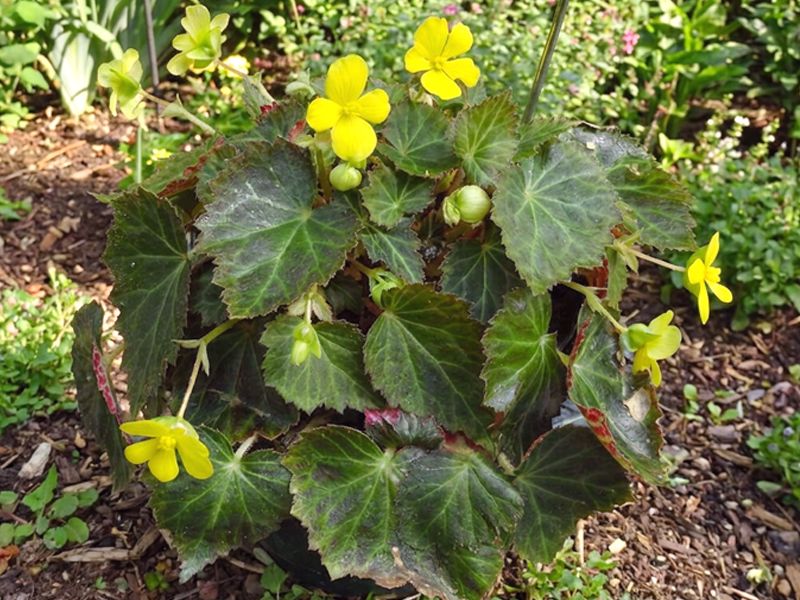 Begonia pearcei