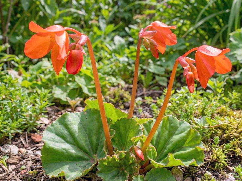 Begonia veitchii