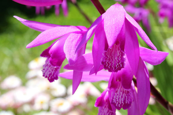 Bletilla pasiasta