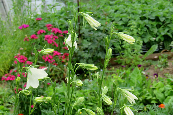 Dzwonek ogrodowy (campanula)