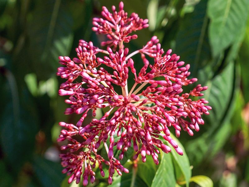 Fuchsia arborescens