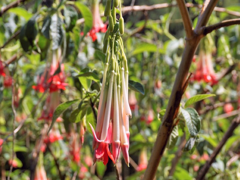Fuchsia boliviana