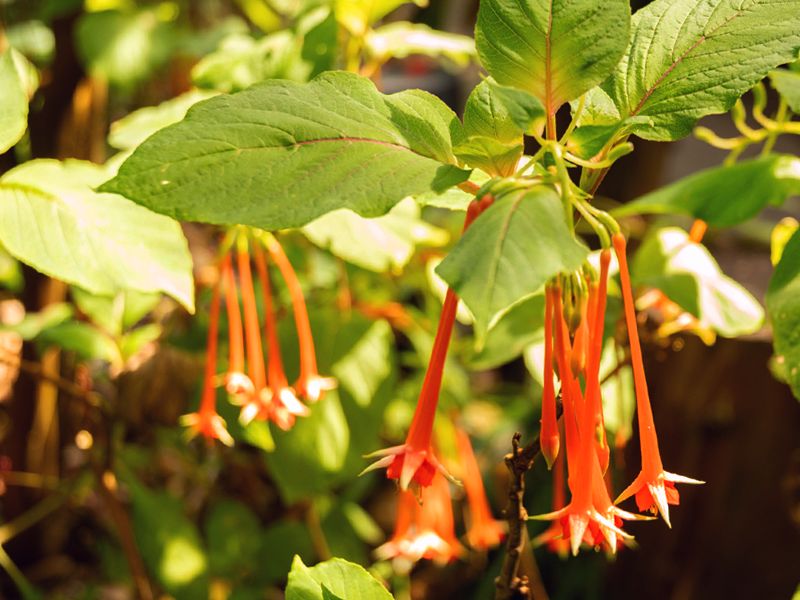Fuchsia fulgens