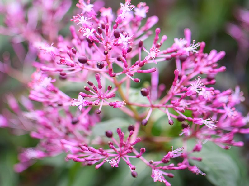 Fuchsia paniculata
