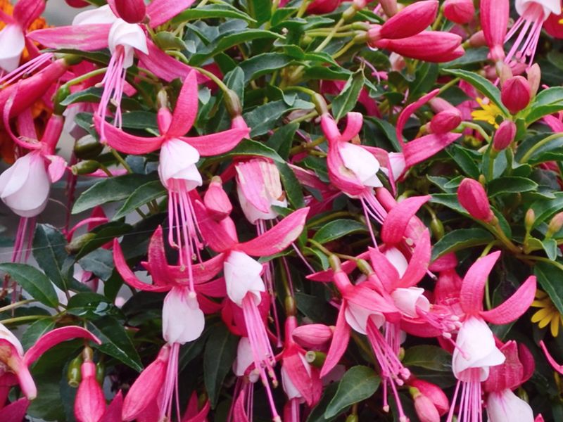 Fuchsia procumbens