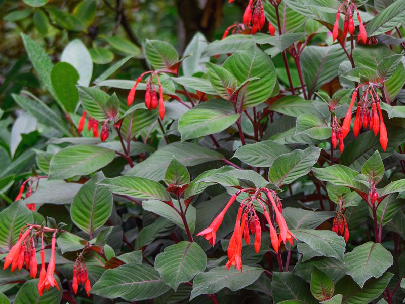 Fuchsia triphylla