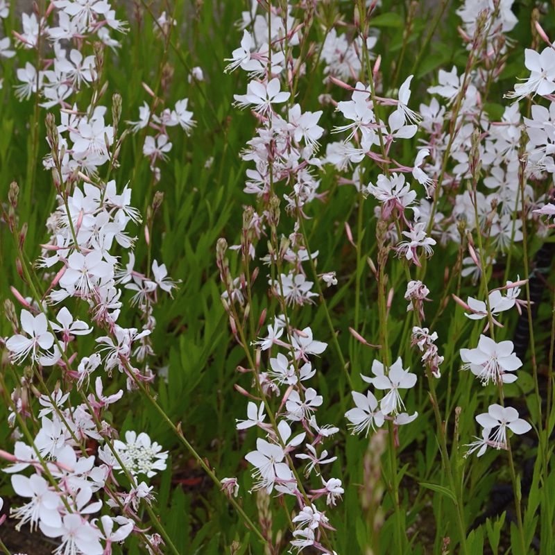 Gaura biała w ogrodzie