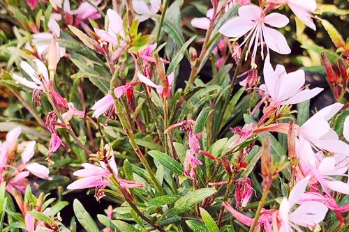 Gaura w ogrodzie