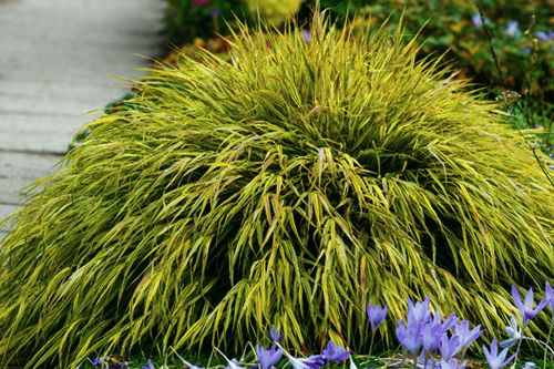 Hakonechloa w ogrodzie