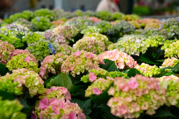 Hortensja (hydrangea macrophylla)