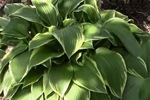 Hosta w ogrodzie