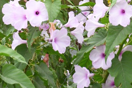 Ipomoea - wilec