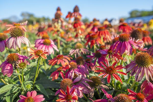 Jeżówka purpurowa (echinacea)