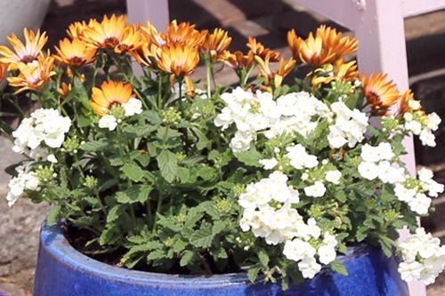 Kompozycja z kwiatów w donicy w ogrodzie