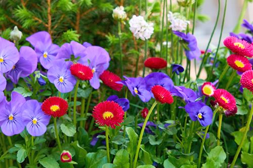 Kompozycja kwiatów z bratkami