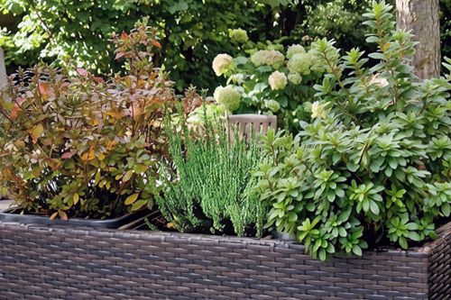 Kompozycja z wrzosami w ogrodzie