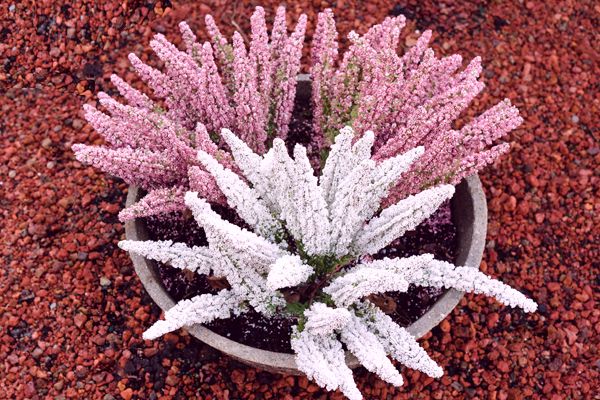 Kompozycja z wrzosów w donicy