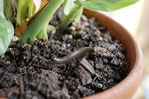 Krocionogi w doniczce