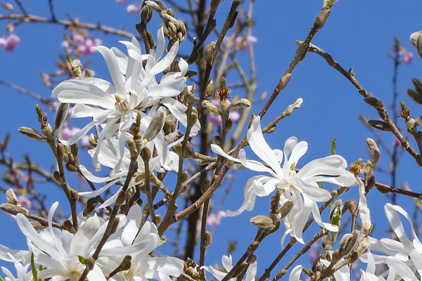 Kwiaty magnolii