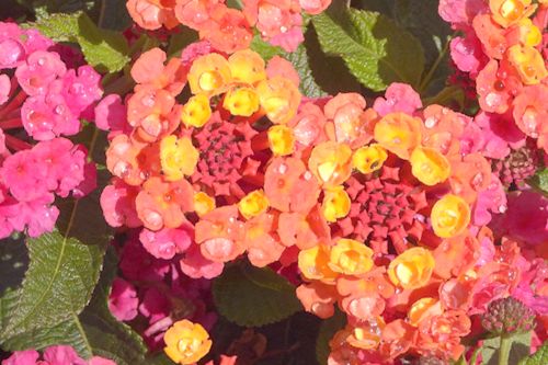 Lantana