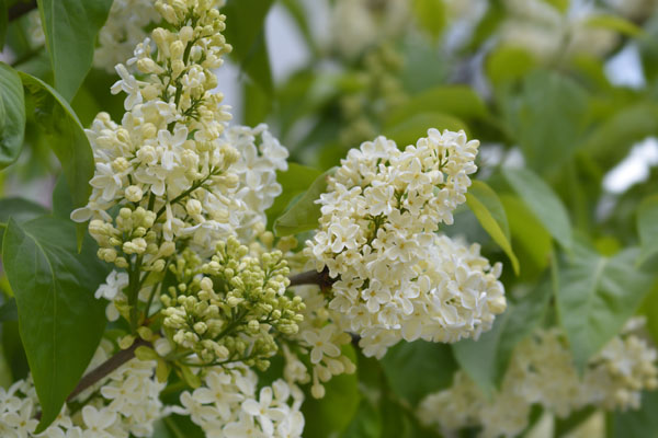 Lilak pospolity (syringa vulgaris)