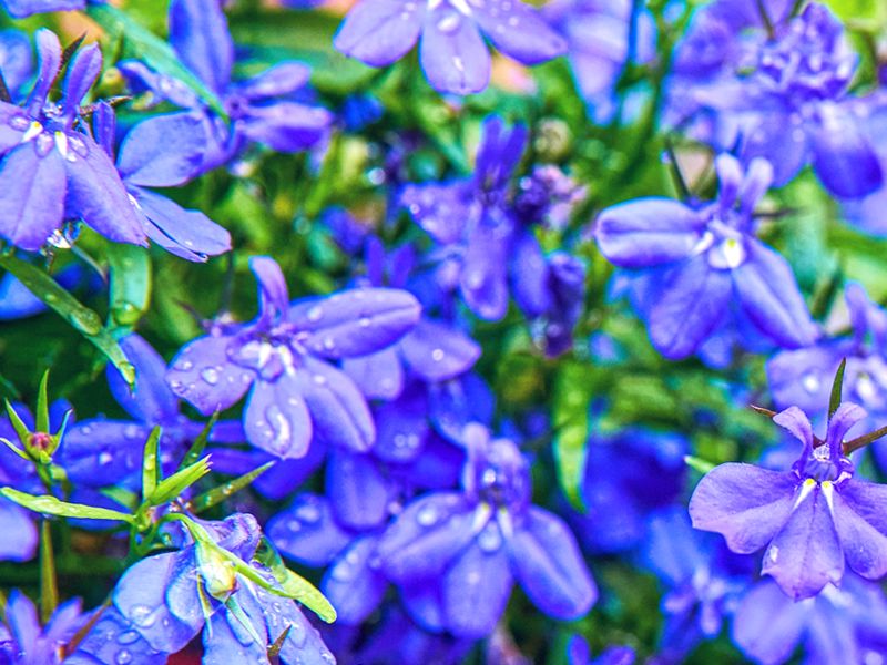 Niebieski kwiat - Lobelia przylądkowa