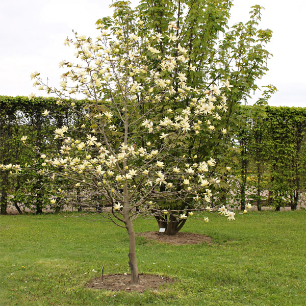 Magnolia acuminata