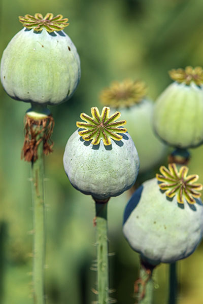 Mak (papaver somniferum)