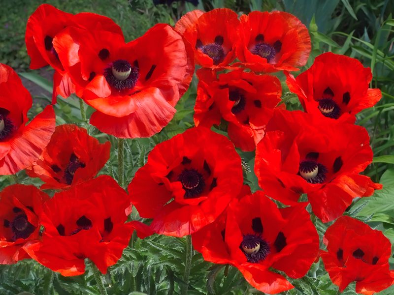 Czerwony kwiat - mak wschodni