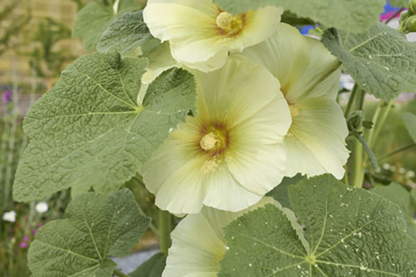 Malwa (alcea rosea)