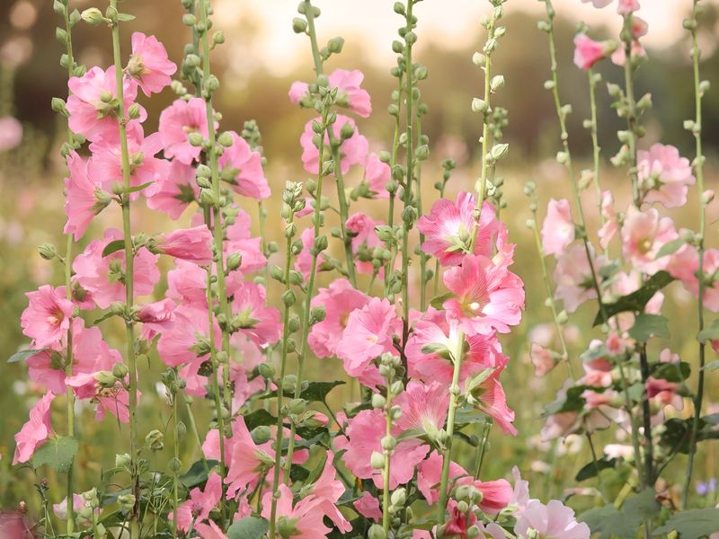 Malwy różowe w ogrodzie