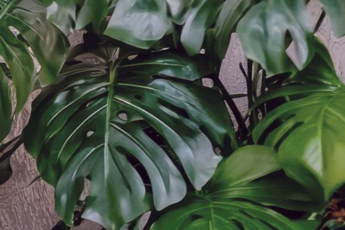 Monstera