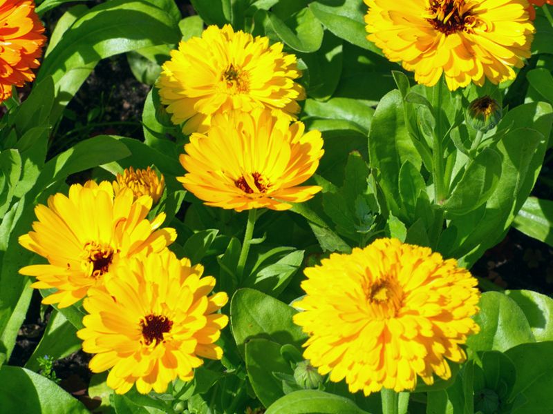 Żółty kwiat - Nagietek lekarski