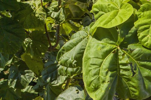 Paulownia - drzewo tlenowe