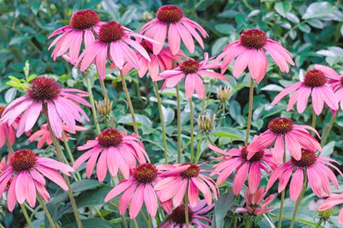 Jeżówki w ogrodzie