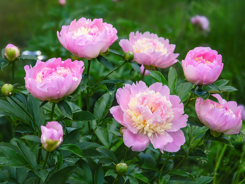 Różowy kwiat - Piwonia