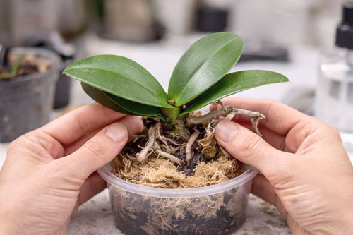 Ratowanie storczyka bez korzeni