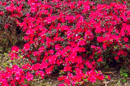 Rododendrony