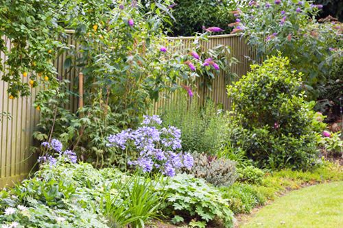 Rośliny przy płocie posesji