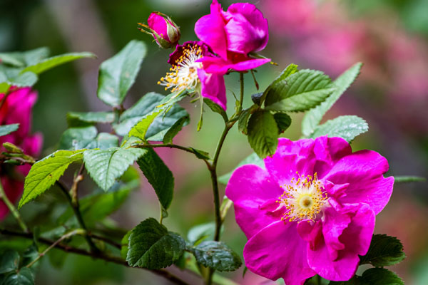 Róża bezkolcowa (rosa rugosa)