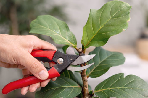 Rozgałezianie fikusa dębnolistnego